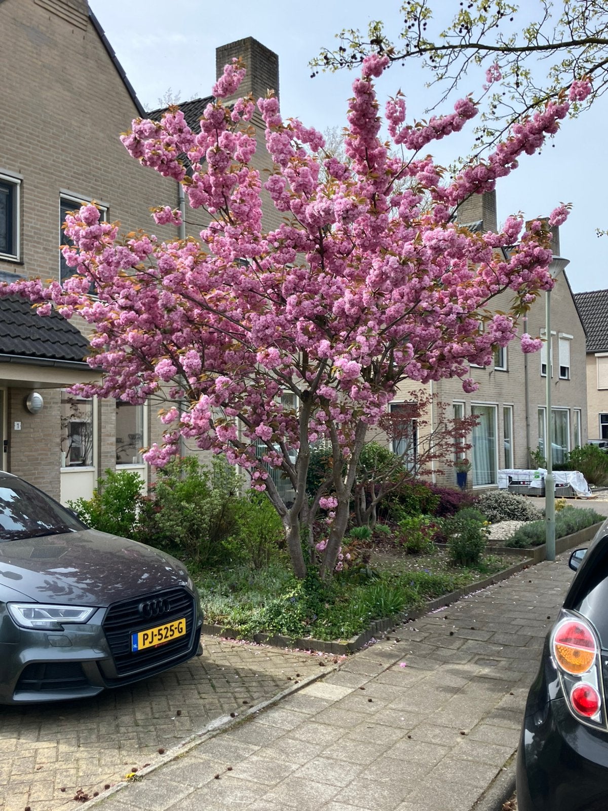 Kersen struik/boom, Tuin en Terras, Planten | Bomen, Ophalen, Lente, Volle zon, Overige soorten