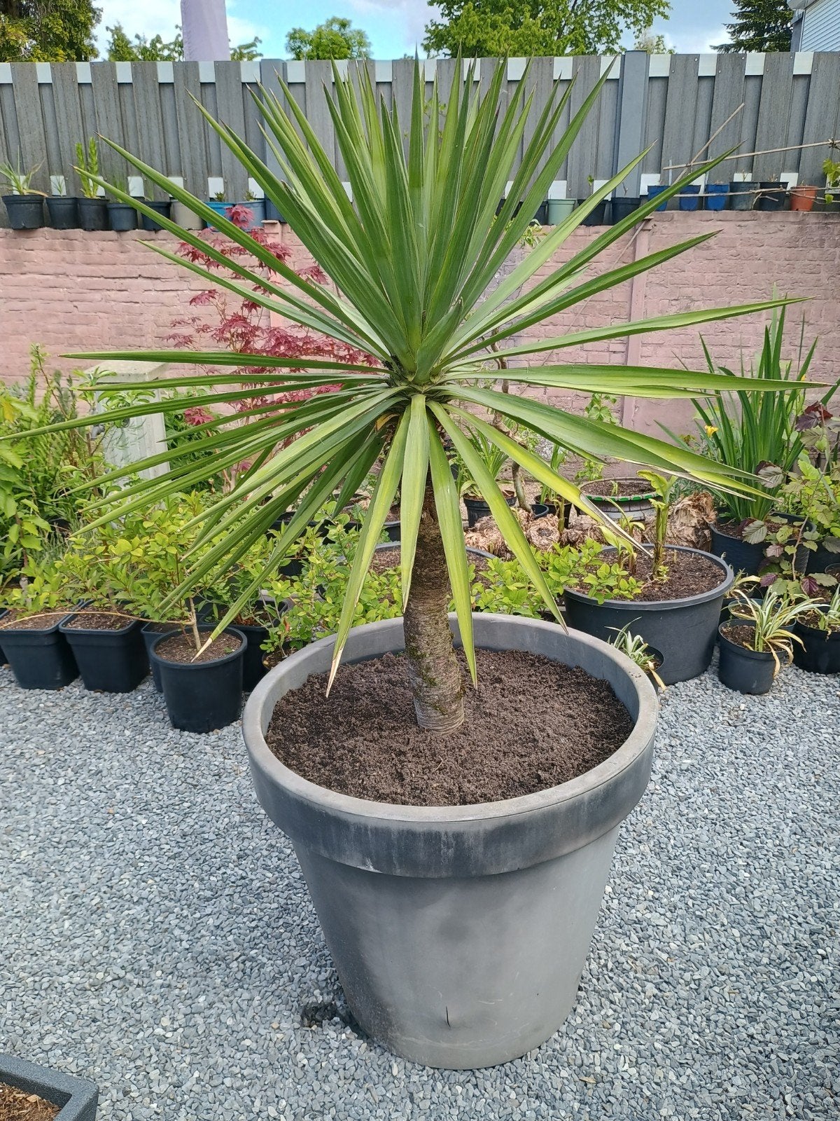 Te koop yucca, palm lelie deze is winterhard, Tuin en Terras, Planten | Bomen, 100 tot 250 cm, Zomer, Palmboom, Ophalen