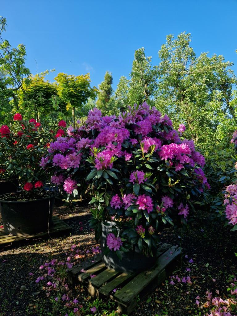 Rhododendron Roseum Elegans - XXL, Vaste plant, Halfschaduw, Lente, Ophalen