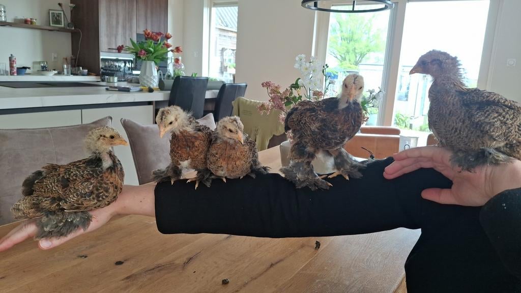 Gratis hanenkuikens, Mannelijk, Kip