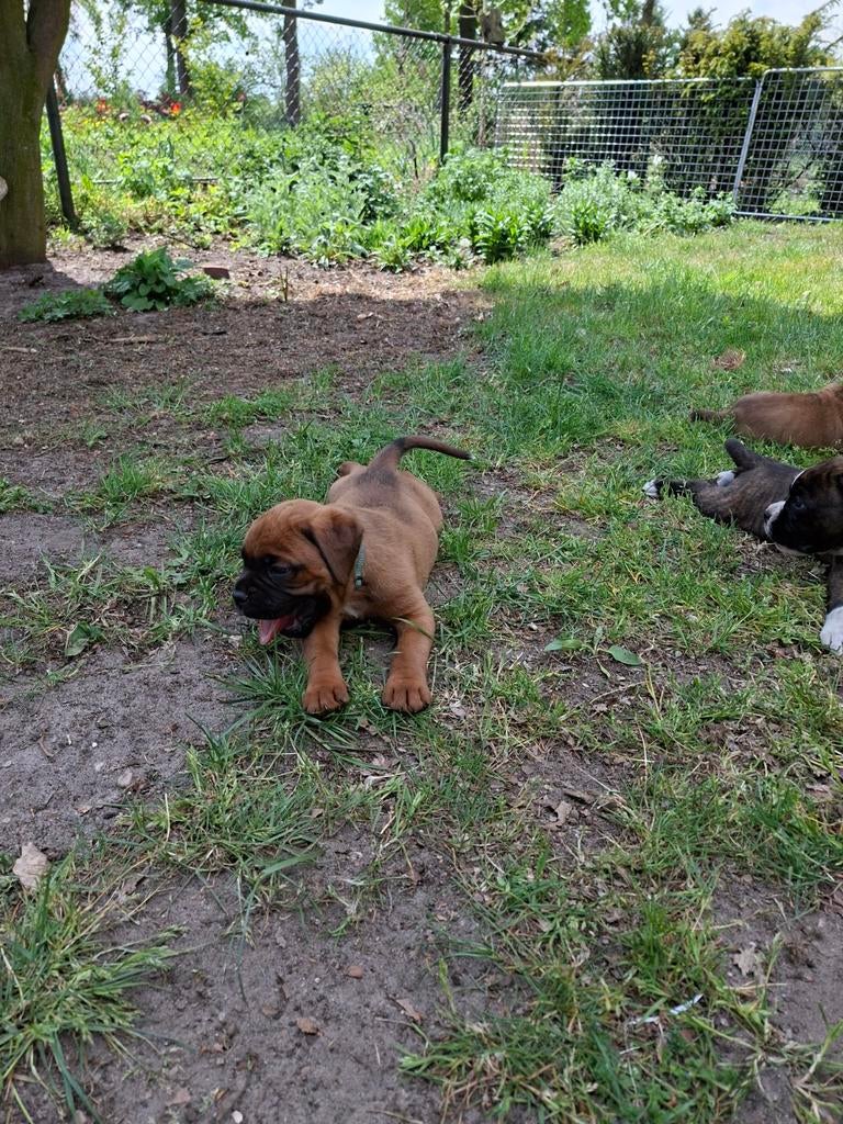 Boxer pups, 8 tot 15 weken, Bulldog, Meerdere, Meerdere dieren