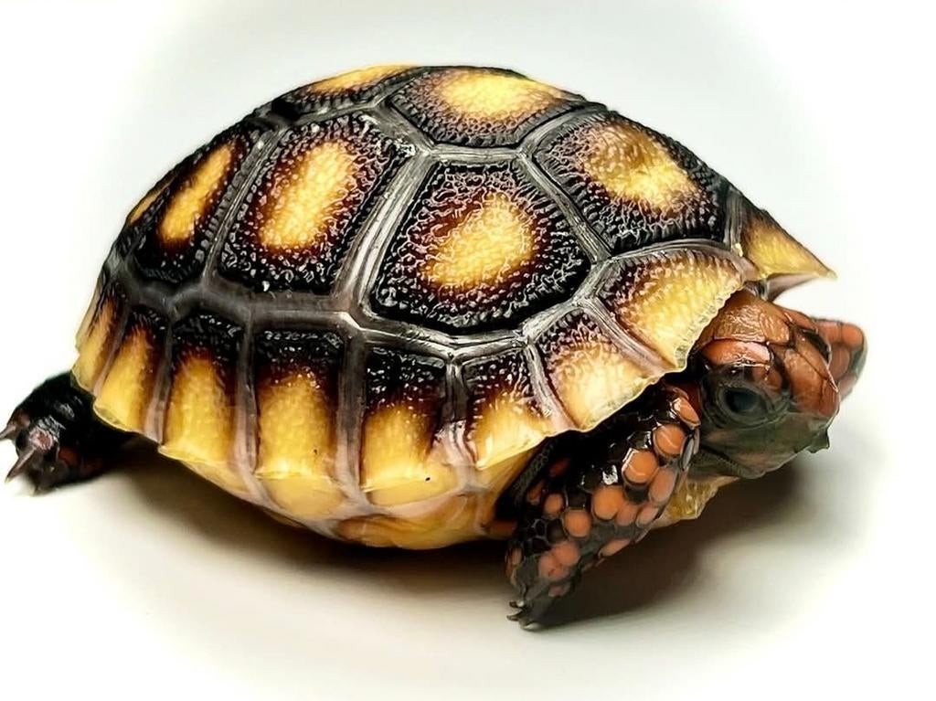 Kolenbrander landschildpad babys Tortoise - unknown for sale from rodents