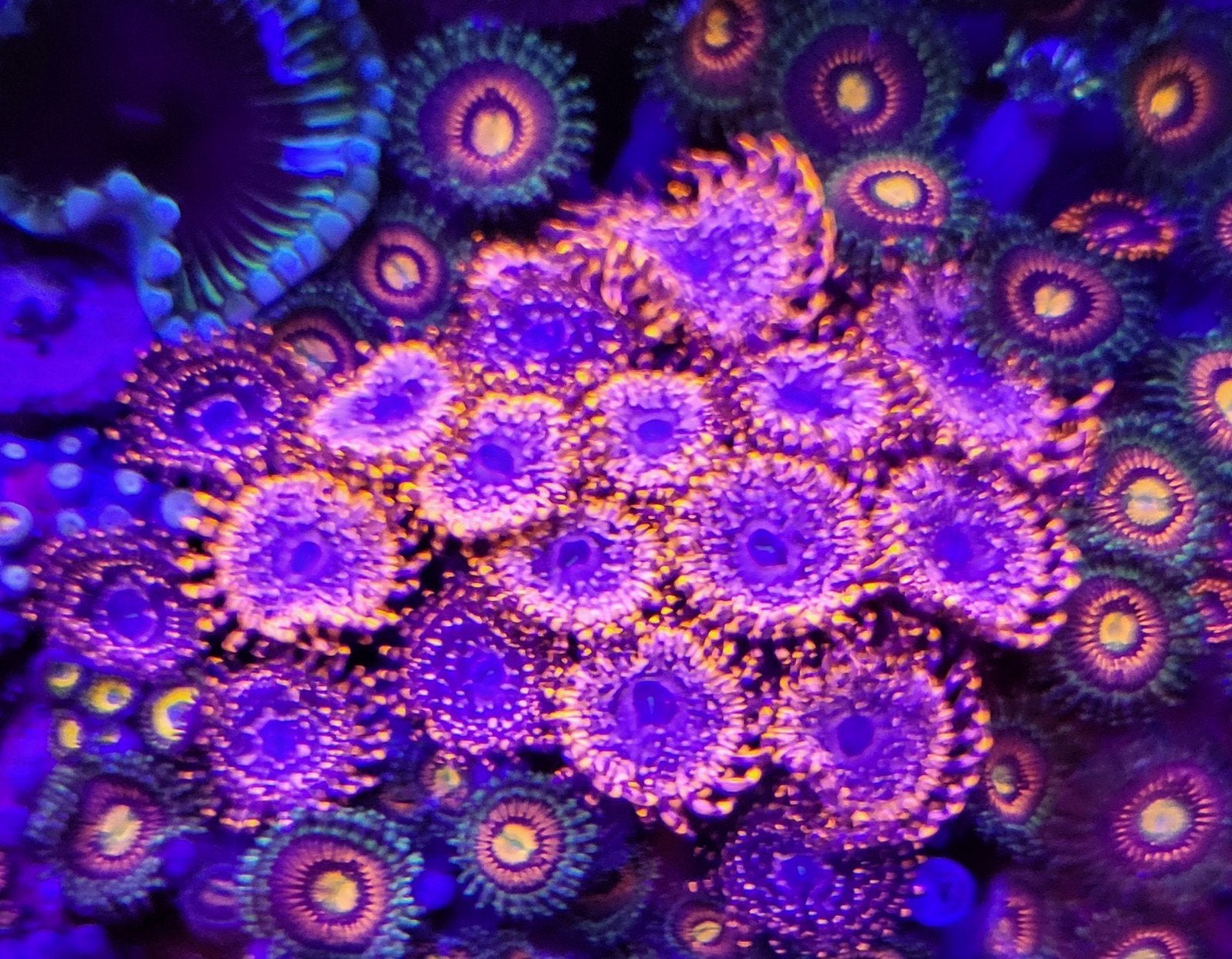 Zoanthus utter chaos, 15+ poliepen, Vis