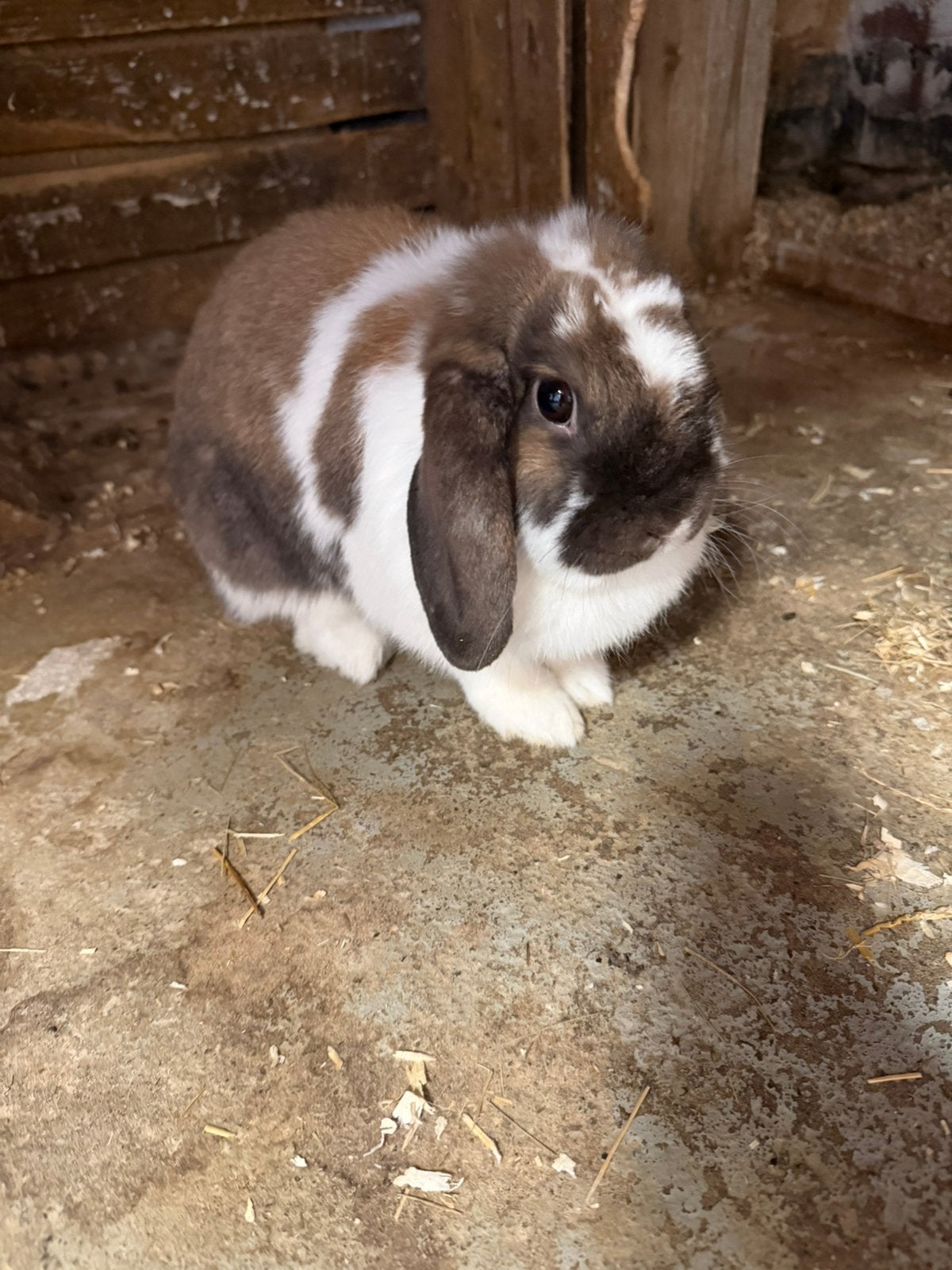 Konijnen familie, Meerdere dieren, Hangoor