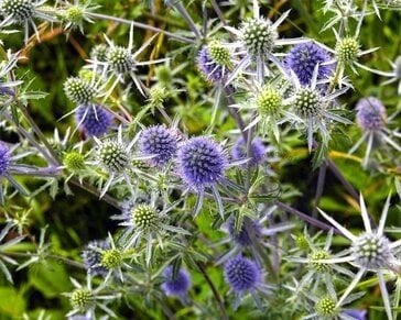 Eryngium planum / kruisdistel te koop
Kruisdistel, Ophalen, Vaste plant, Overige soorten, Volle zon