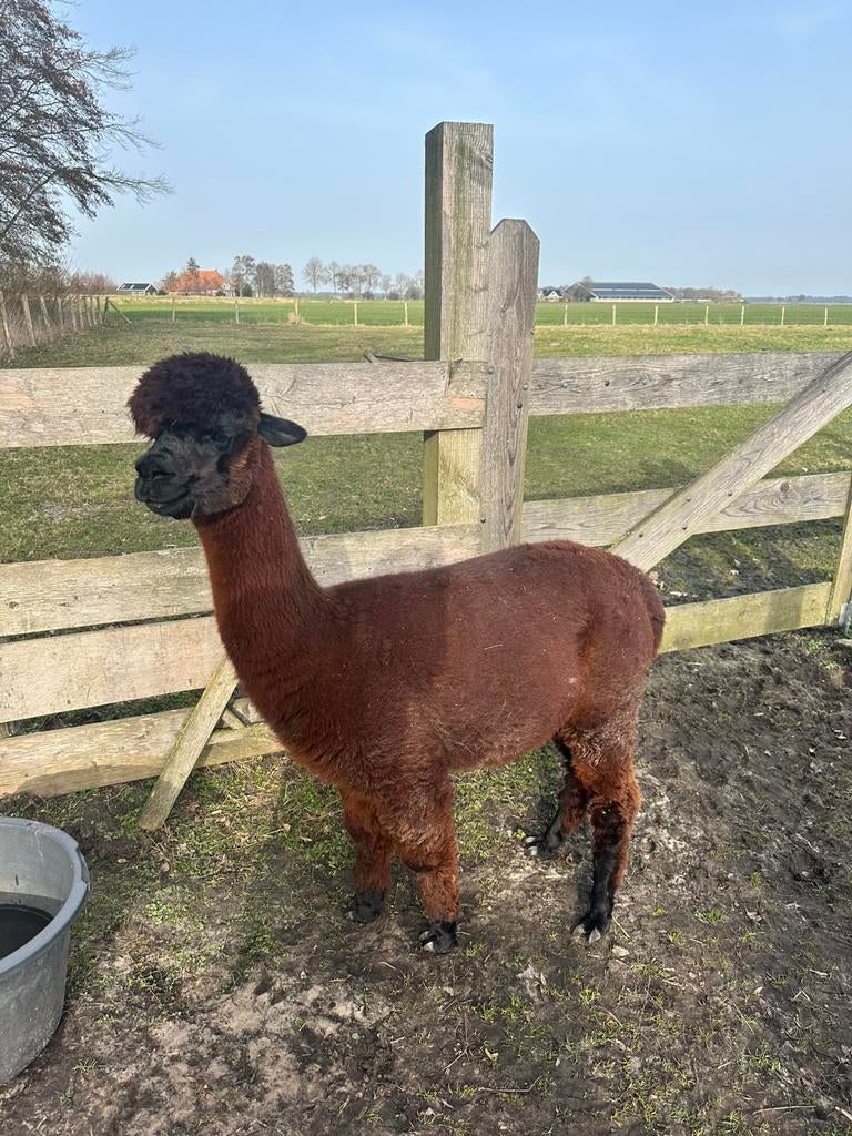 Alpaca merrie + hengst veulen, Dieren en Toebehoren, Overige Dieren, Juli, Vrouwelijk