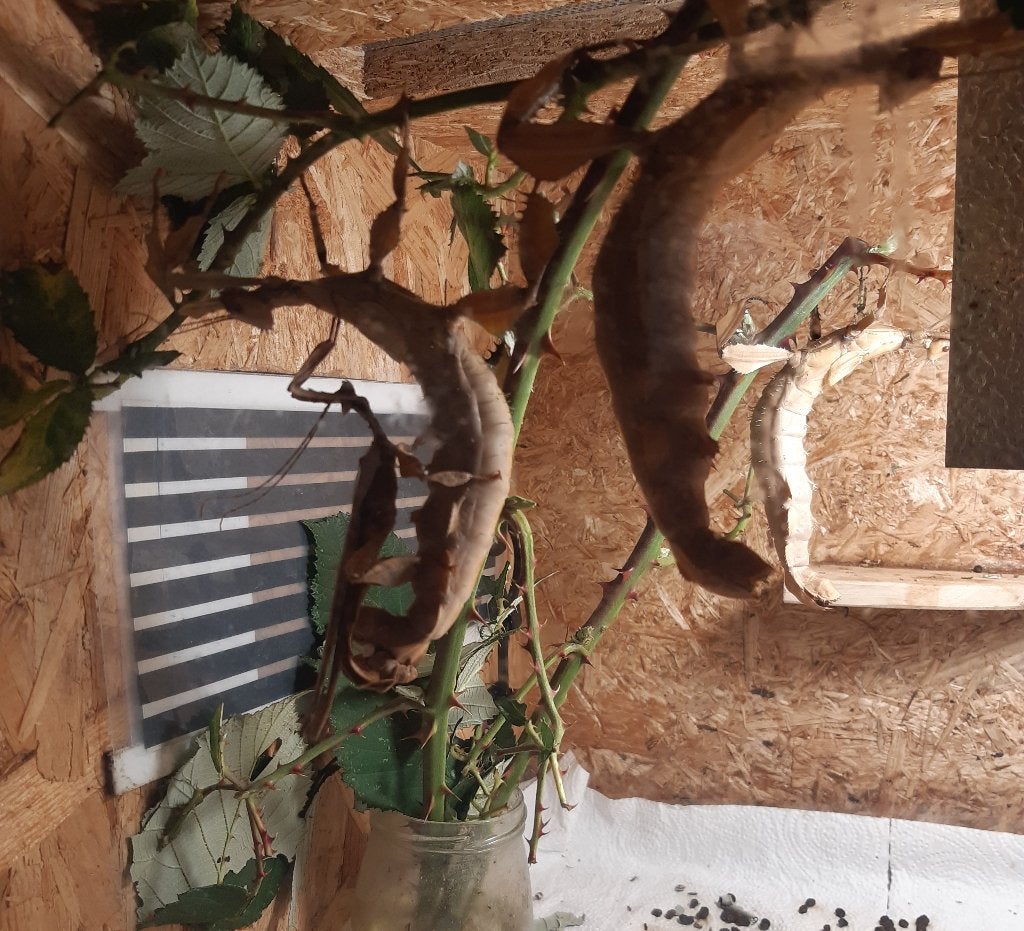 Extatosoma tiaratum (wandelende tak), Dieren en Toebehoren, Wandelende tak