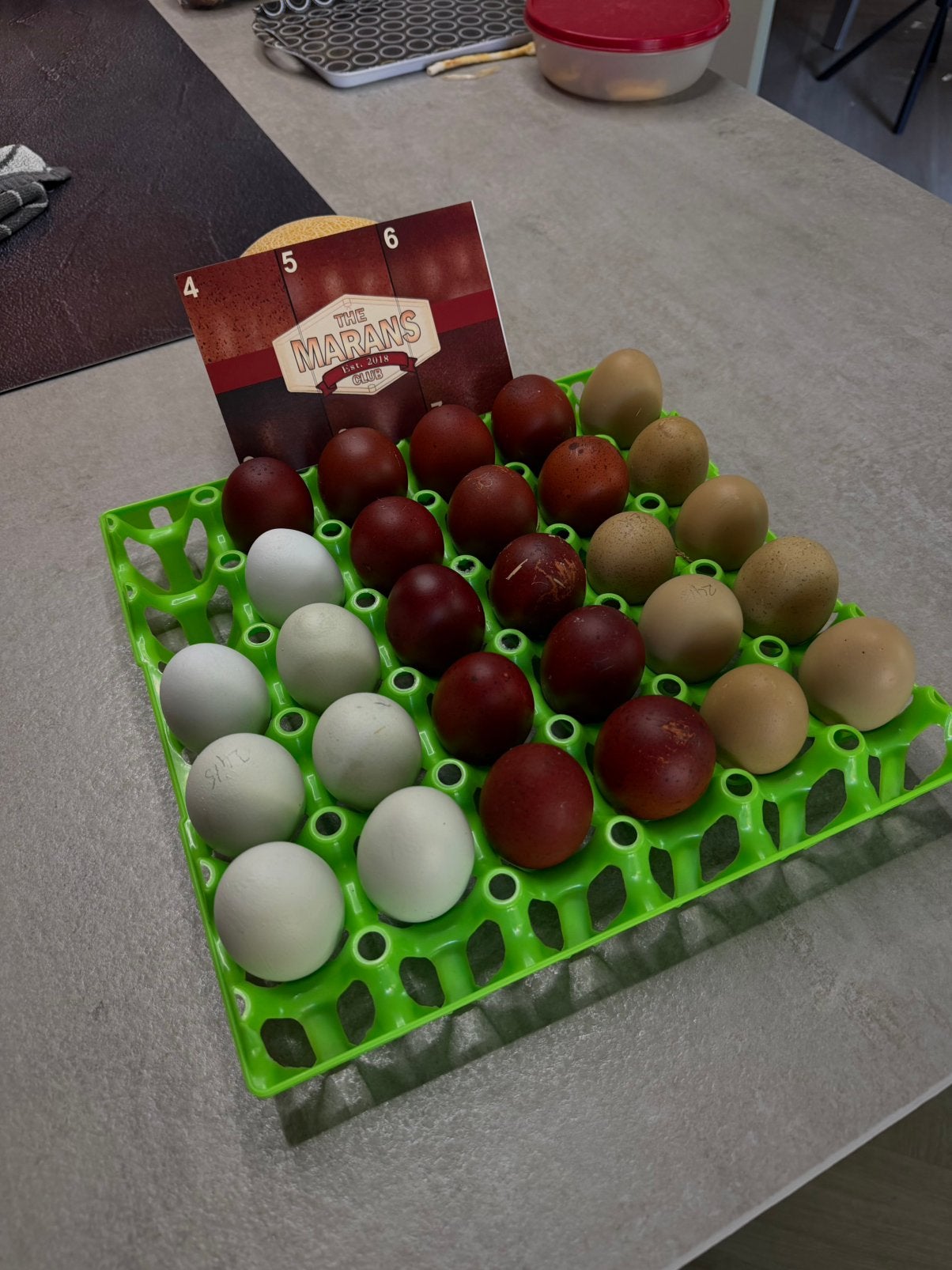 Broedeieren Marans (raszuiver zwart koper), Geslacht onbekend, Kip