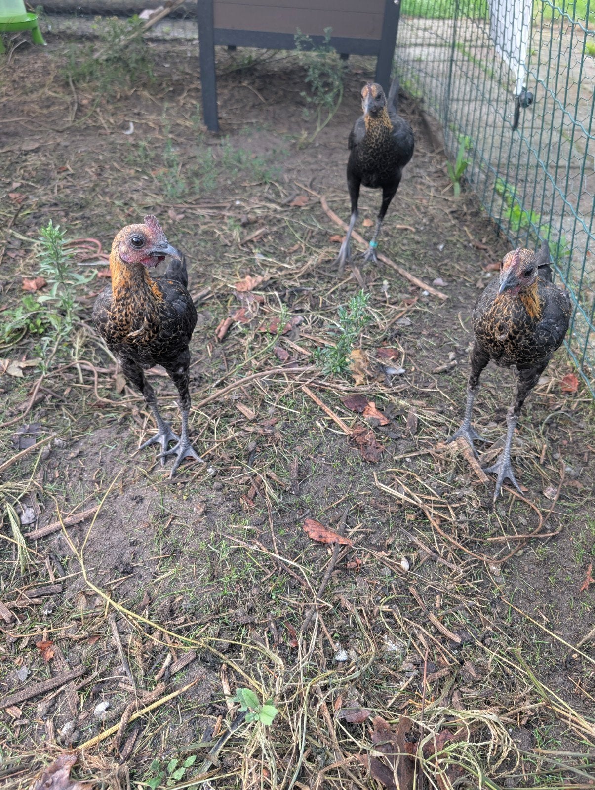 Modern Engelse Vechtkriel Haantjes, Dieren en Toebehoren, Pluimvee, Mannelijk, Kip
