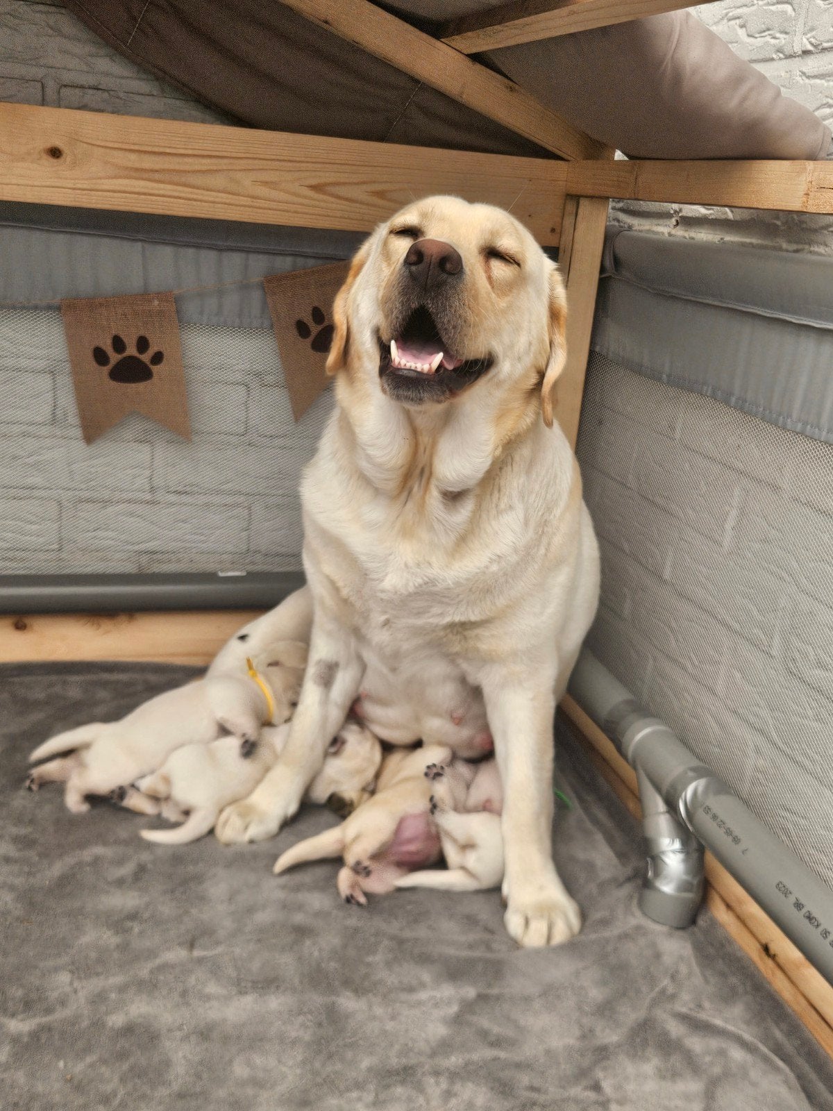 Labrador puppy's nog 2 reutjes, Dieren en Toebehoren, Honden | Retrievers, Spaniëls en Waterhonden, Meerdere dieren, Labrador retriever