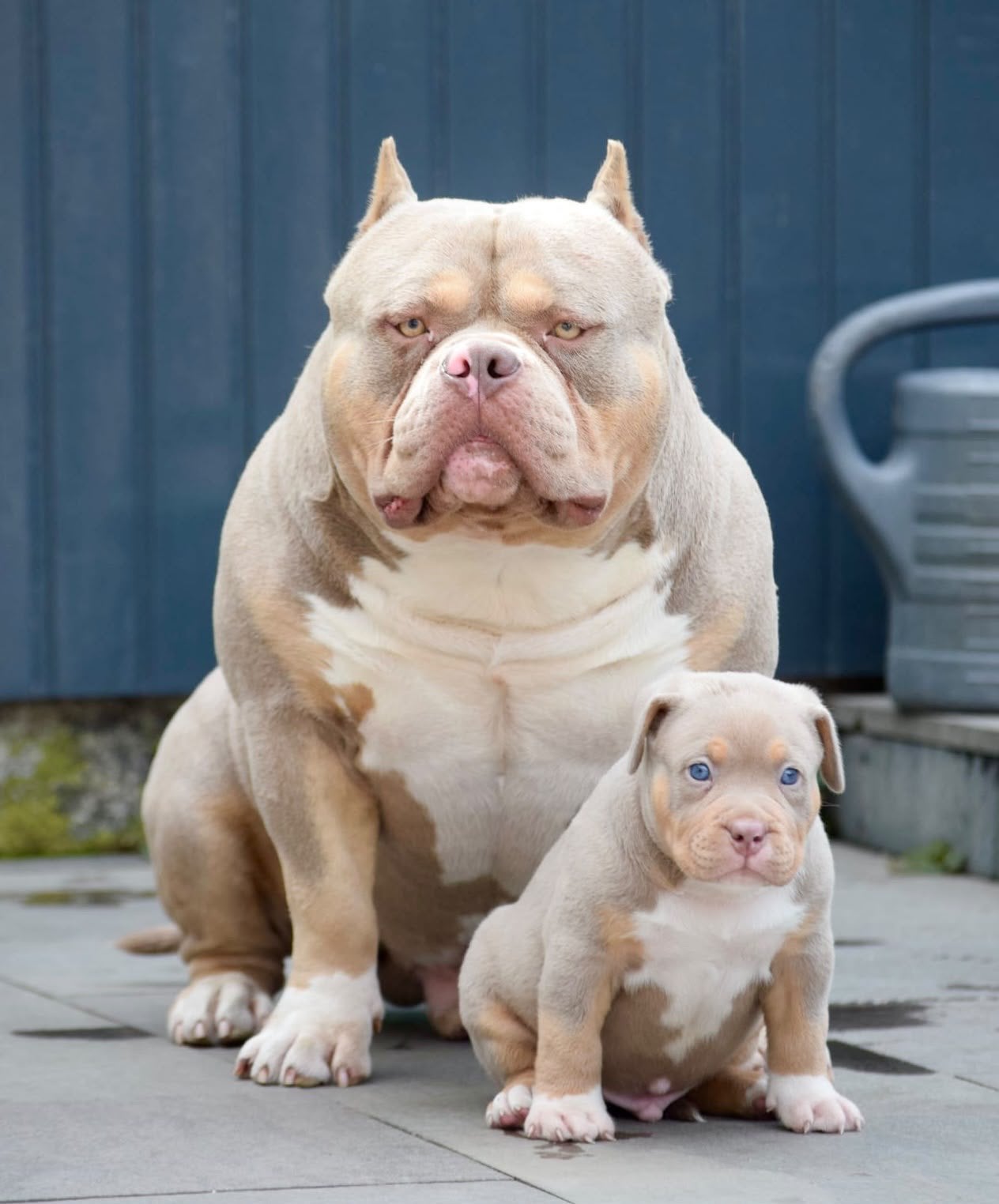 🔥American bully pups uit grand champion line, tricolors