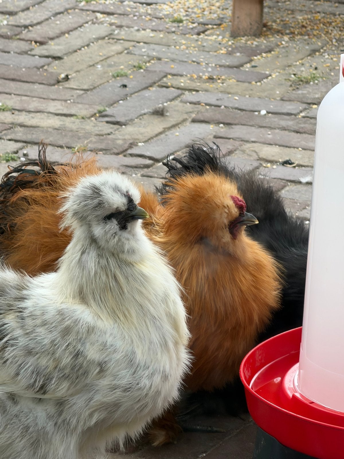 Zijdehoen hanen, Dieren en Toebehoren, Mannelijk, Kip