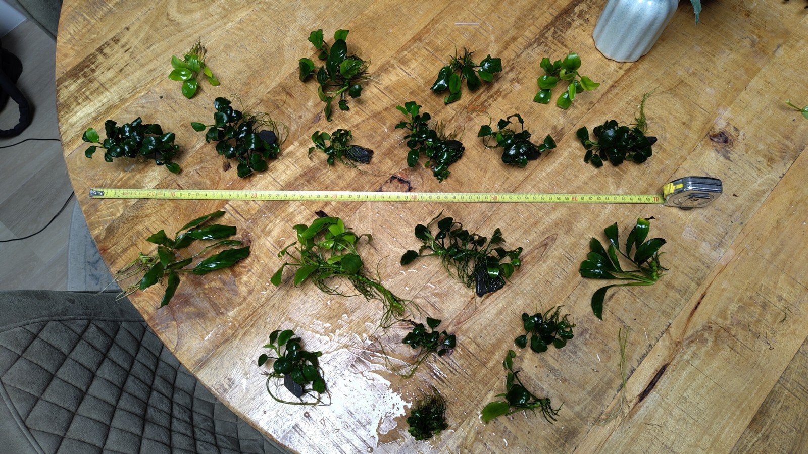 Anubias aquarium planten., Ophalen, Rond, Minder dan 30 cm