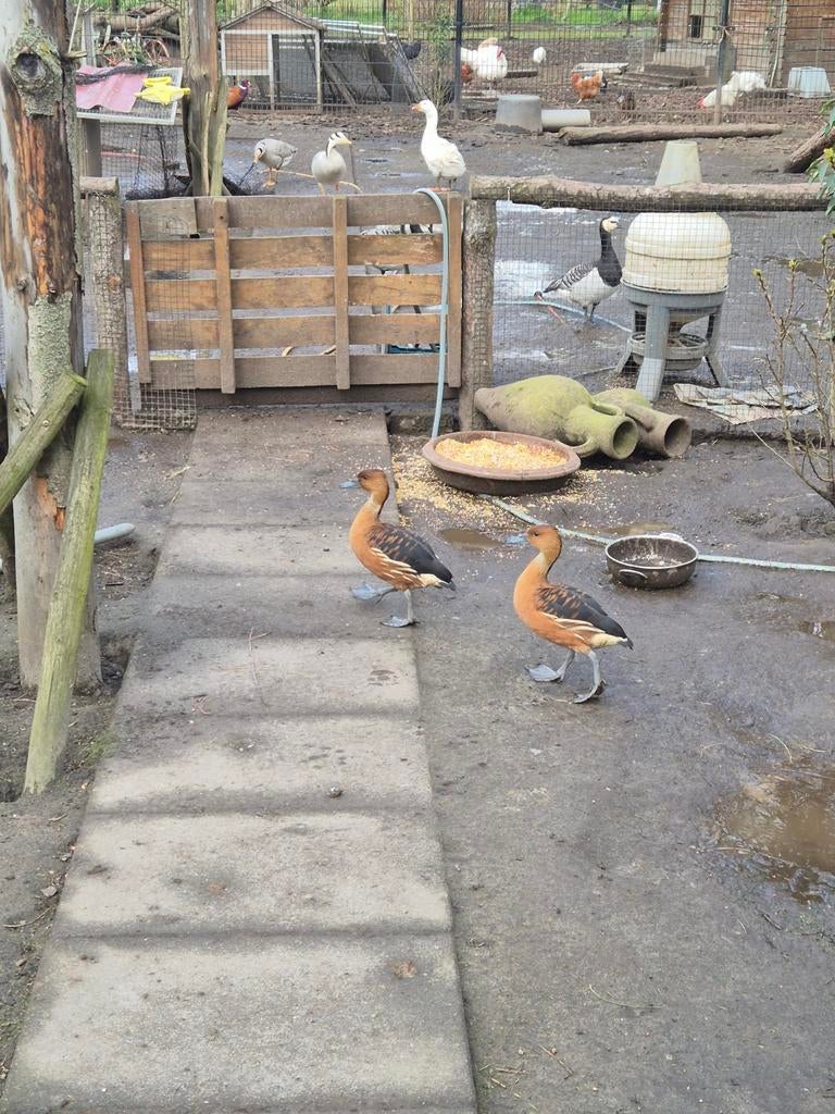 5 boomeenden fluiteenden, Dieren en Toebehoren, Pluimvee, Meerdere dieren, Eend