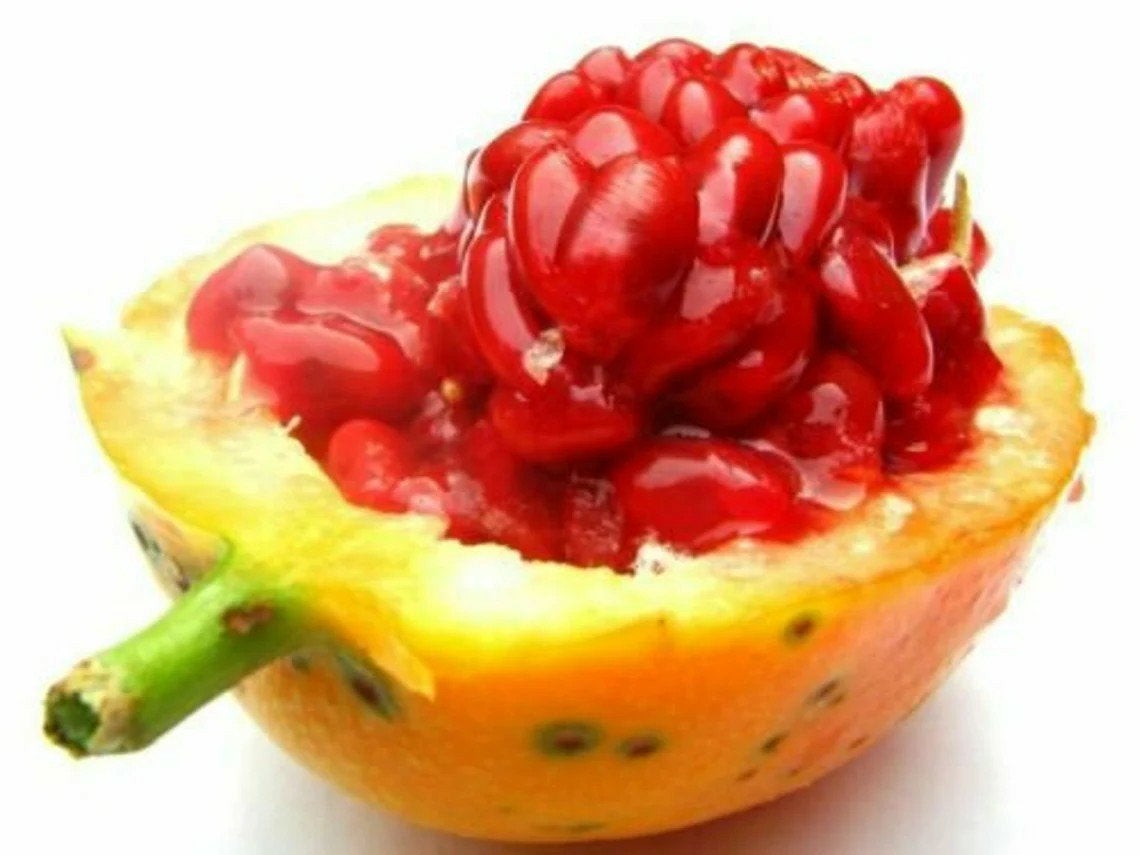 Red Sugar Passievrucht zaden
vrij zeldzaam en bijna nergens, Ophalen of Verzenden, Gehele jaar, Volle zon, Zaad