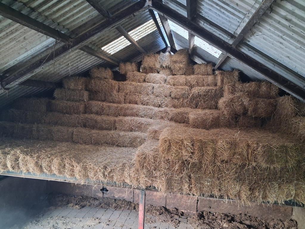 Te koop stro, Dieren en Toebehoren, Dierenvoeding, Ophalen of Verzenden, Vee