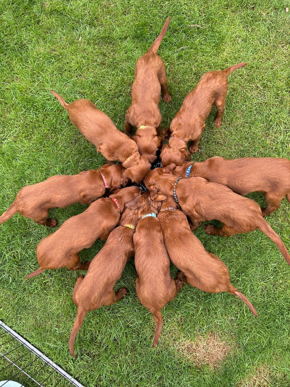 Mooie ierse setter pups, Parvo, Reu, 8 tot 15 weken, Meerdere