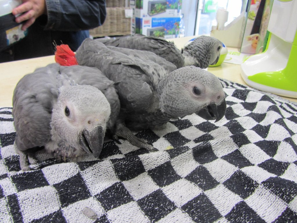 Grijze Roodstaart, Dieren en Toebehoren, Meerdere dieren, Papegaai, Geringd