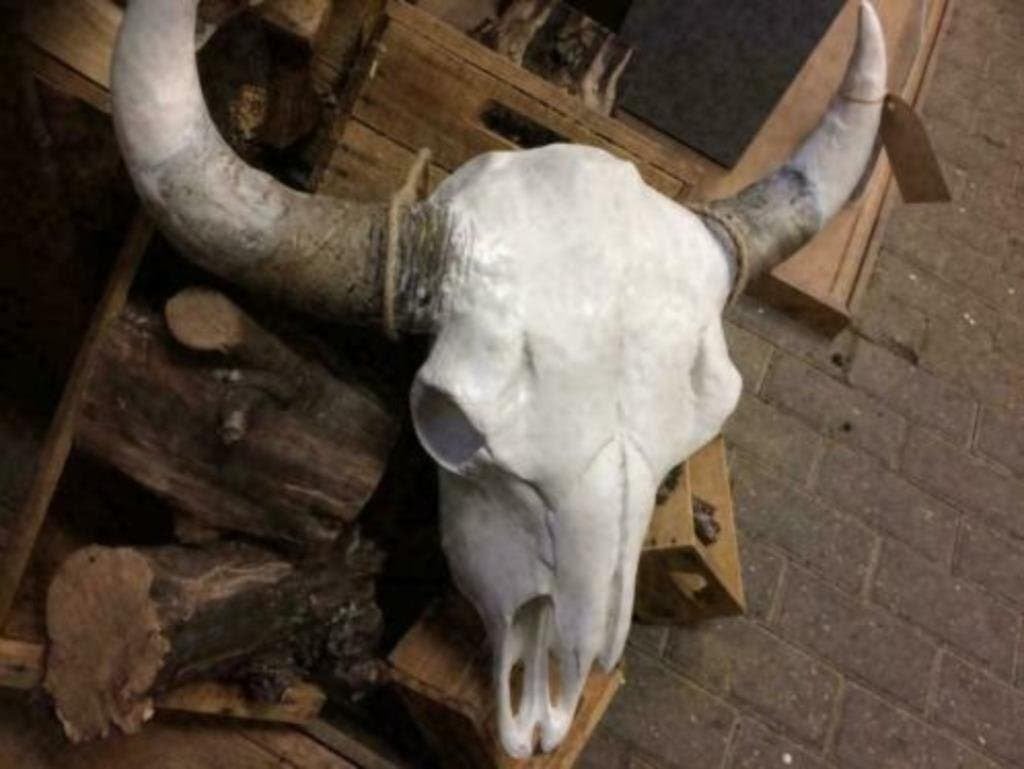 Foto 8 van Buffelschedels , Skulls , Longhorn , hoorns , bison schedels