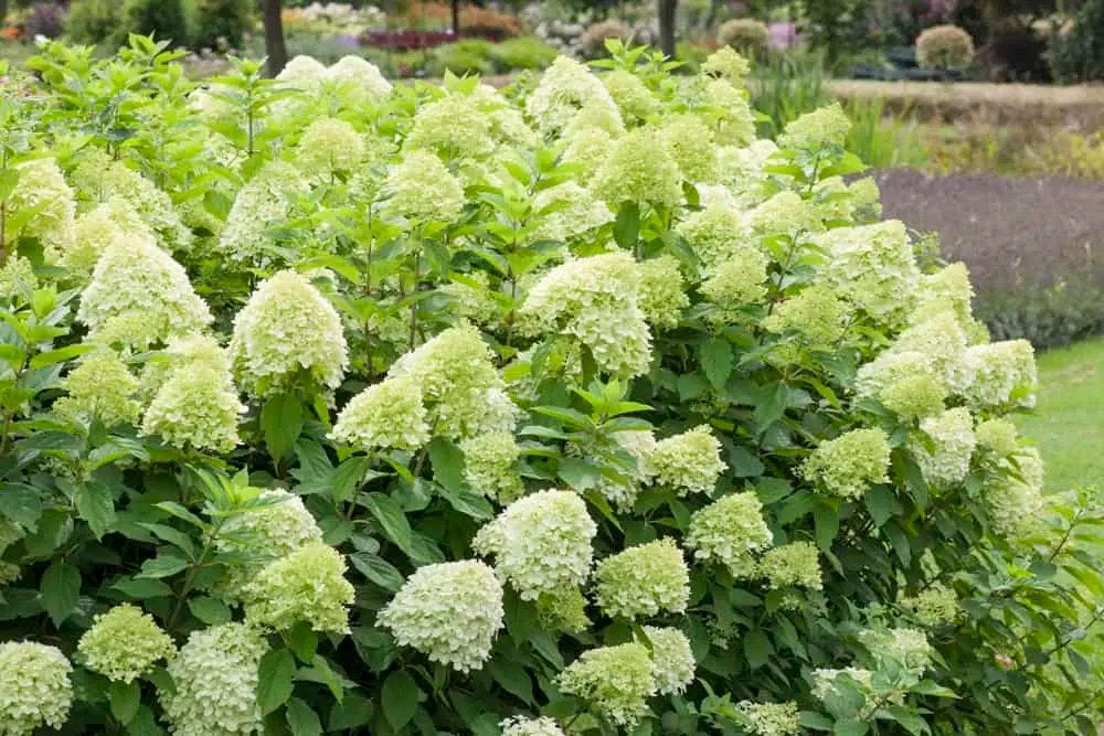Hydrangea paniculata 'Limelight’ - Pluimhortensia 2,5 L, Ophalen of Verzenden, Hortensia, Minder dan 100 cm