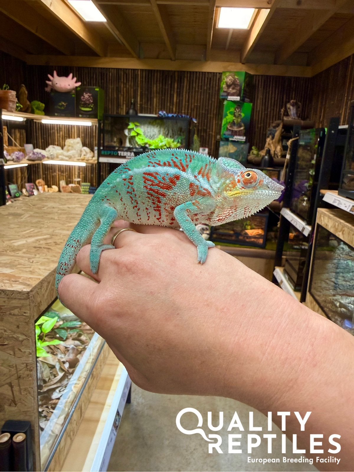Panterkameleons manelijke NK25 met of zonder terrarium, Dieren en Toebehoren, Reptielen en Amfibieën, Hagedis, Met terrarium, 0 tot 2 jaar