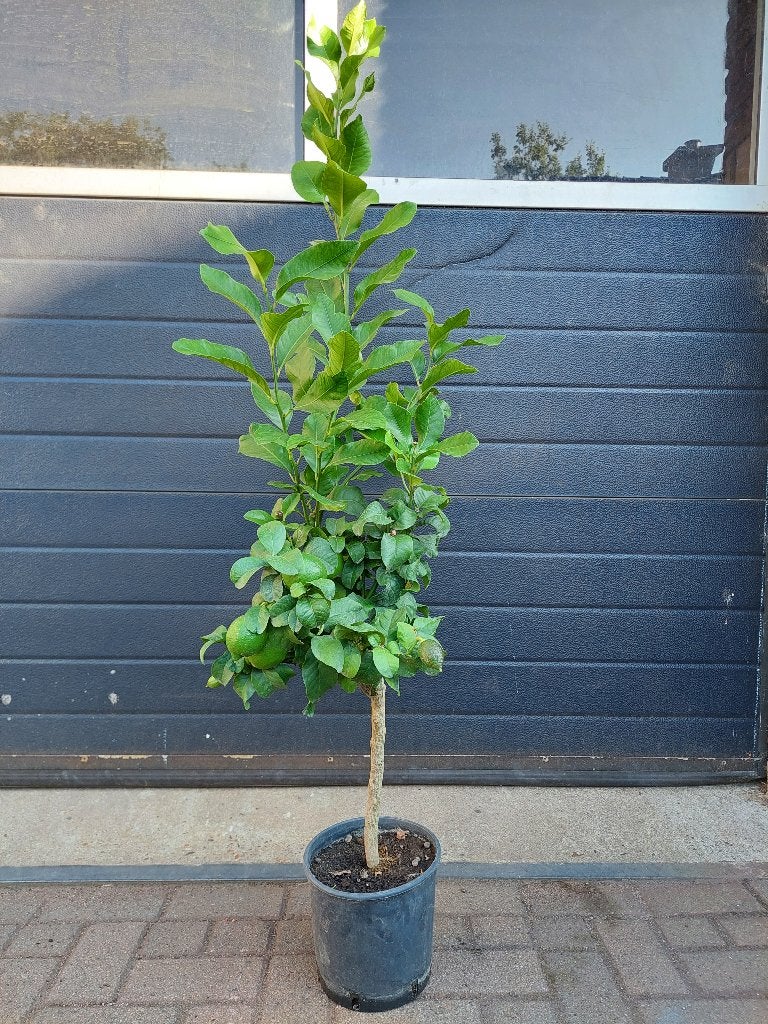 Citrus Lemon / Citrus Limon - Citroenboom H: 145 cm., Ophalen, Volle zon, Citroenboom, 100 tot 250 cm