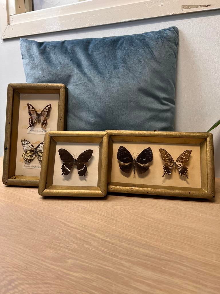 Vintage vitrine lijstjes met opgezette vlinders, Ophalen of Verzenden