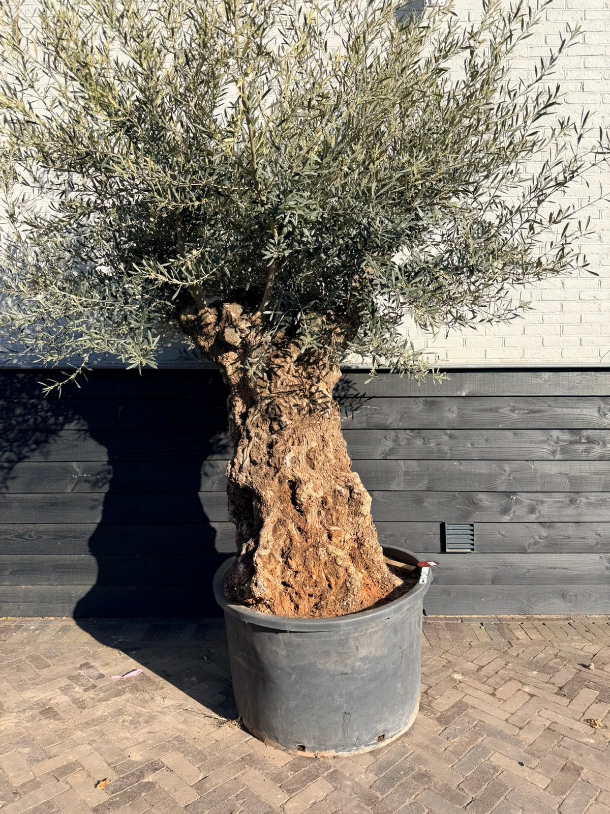 Olea europaea olijfboom 120/140 cm stamomtrek, Volle zon, Ophalen of Verzenden, 100 tot 250 cm, Olijfboom