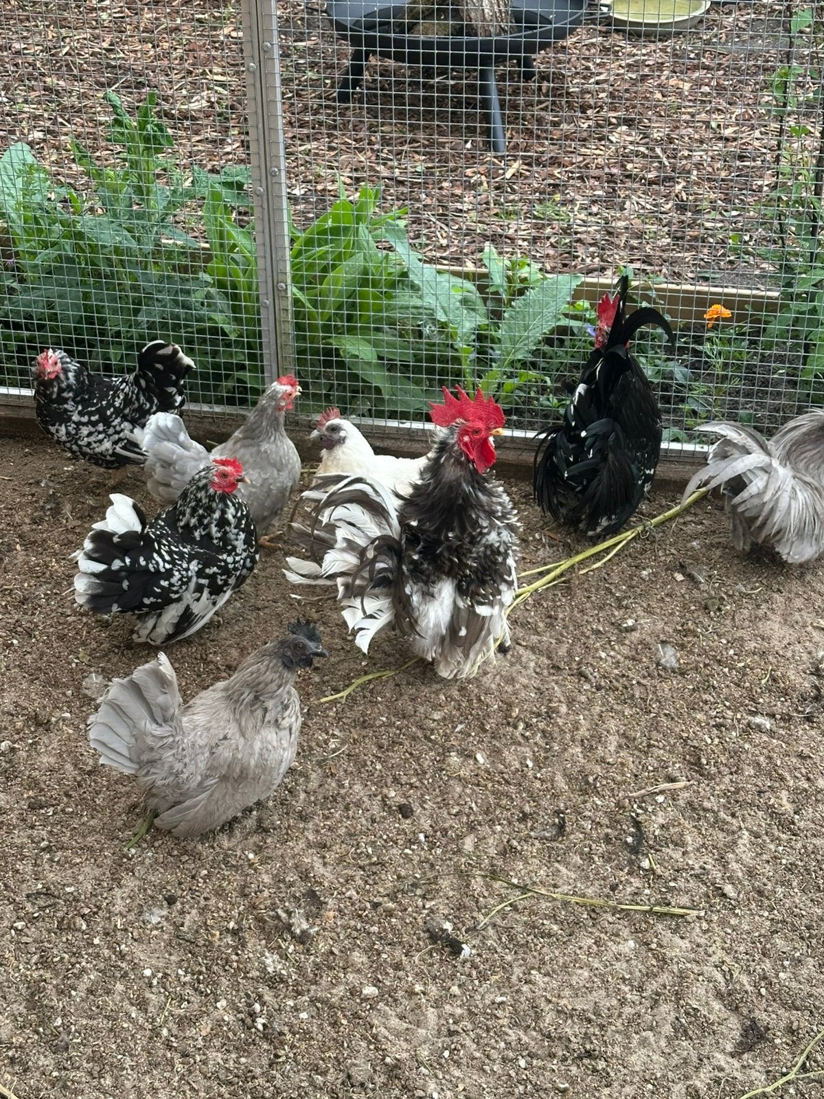 Chabo kippen, Meerdere dieren, Kip