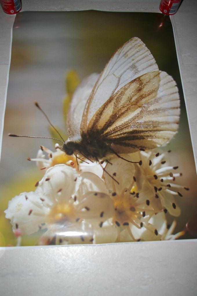 Noorder dierenpark posters en Logboek Nieuw., Ophalen of Verzenden, Nieuw, A1 t/m A3, Dier of Natuur