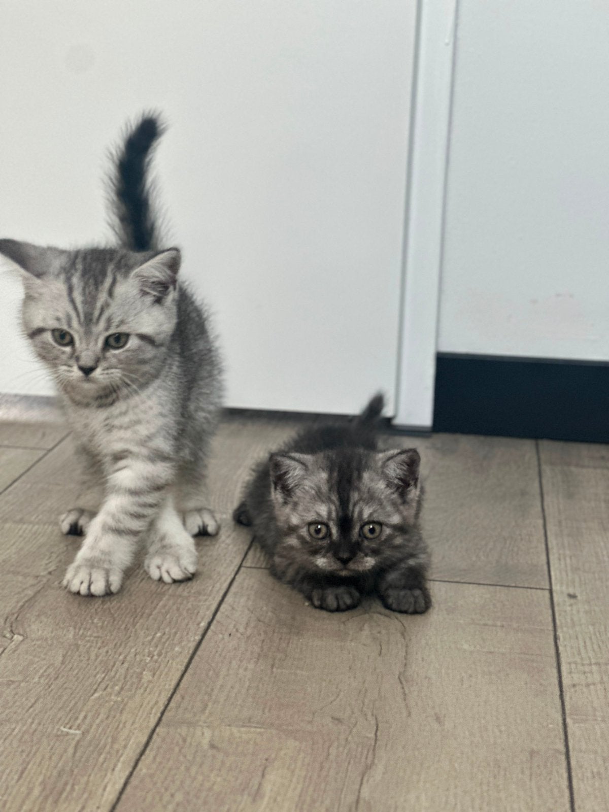 Twee prachtige Britse korthaar!, Dieren en Toebehoren, Meerdere dieren, Gechipt, 0 tot 2 jaar