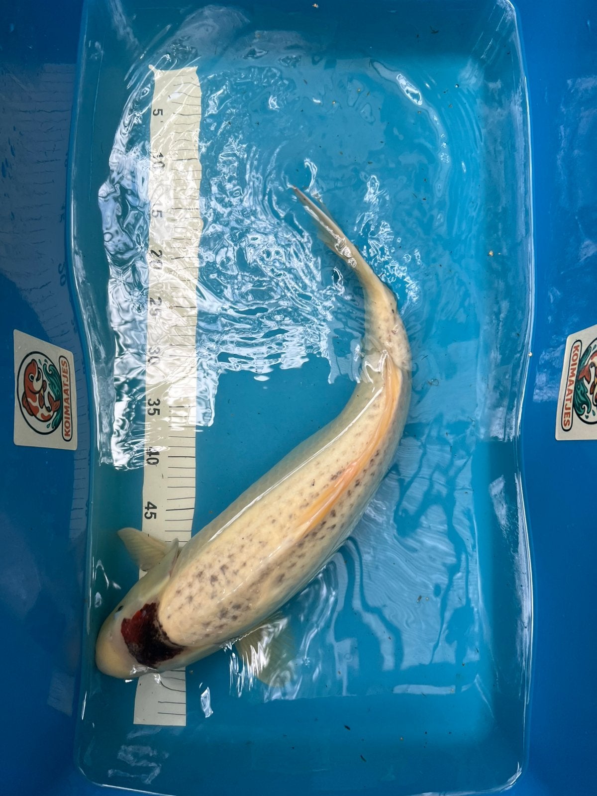 japanse koi Ikarashi doitsu kujaku 20-25cm Tosai (1jaar), Karper of Koi