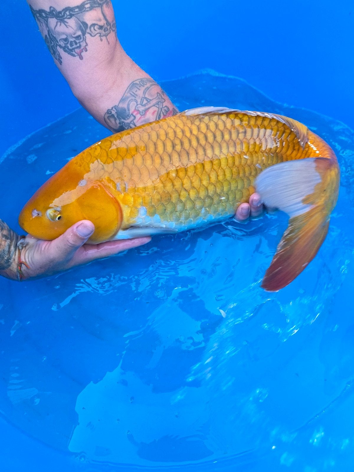 Koikarper (Nishikigoi)oftewel yamabuki ogon, Karper of Koi