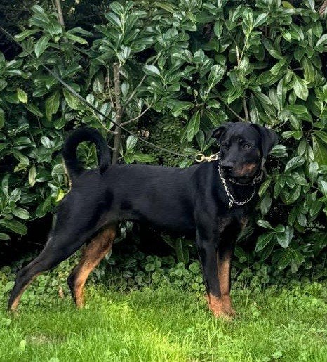 Rottweiler, 15 weken tot 1 jaar, Overige rassen, Teef, Eén hond