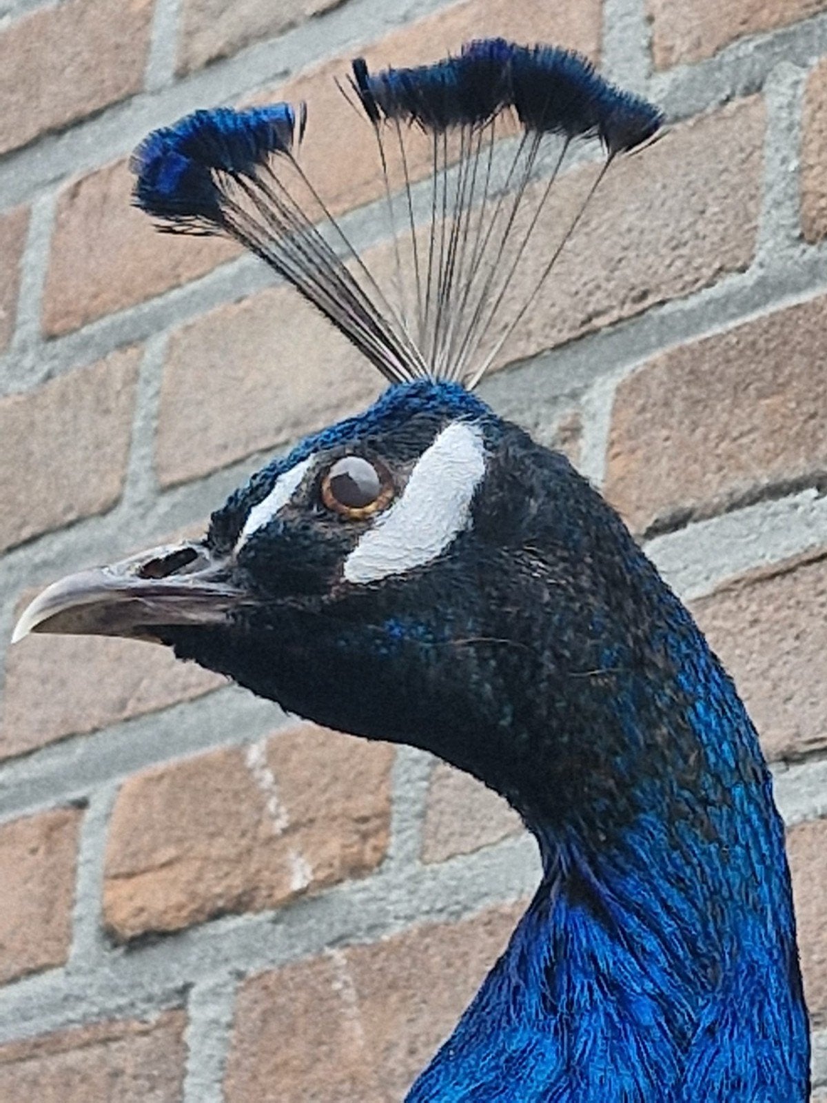 Een schitterende grote opgezette pauw om op te hangen!, Ophalen, Nieuw, Overige soorten, Opgezet dier
