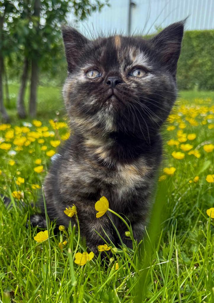 🩷Chocolade torti brits/ britse korthaar vrouwtje 🩷, Dieren en Toebehoren, Katten en Kittens | Raskatten | Korthaar, Poes, Gechipt