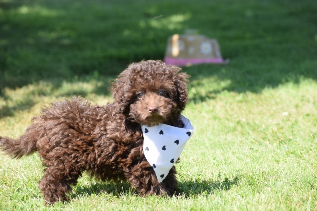 Poedel pups mooi klein blijvend, Poedel, België, 8 tot 15 weken, Meerdere