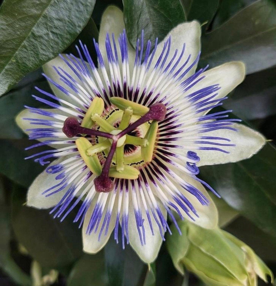 mooie stekken van de Passieflora Caerulea pasiebloem, Ophalen, Volle zon