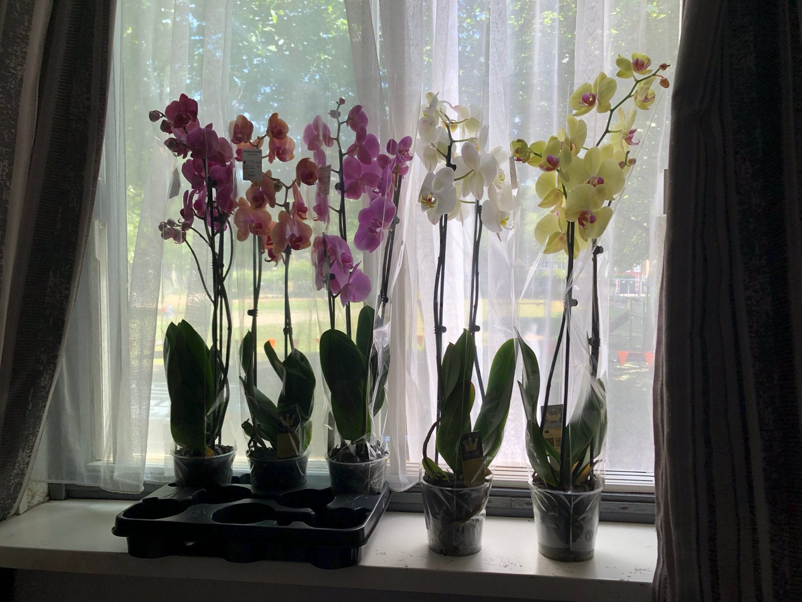 ORCHIDEE X 5 PLANTEN - 2 TAKKEN - 74-78 CM H - DIV KLEUREN, Ophalen, Overige soorten, Halfschaduw, Minder dan 100 cm