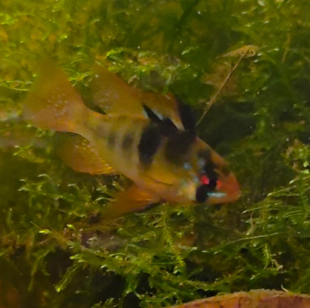 Nog 2 weken! Microgeophagus ramirezi of Antennebaarsje, Vis