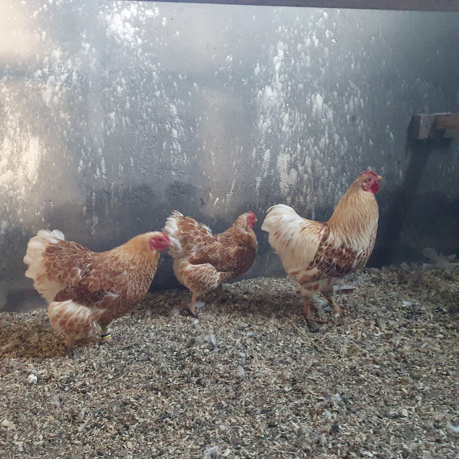 krielkippen wyandotte geel wit gezoomd, Dieren en Toebehoren, Meerdere dieren, Kip
