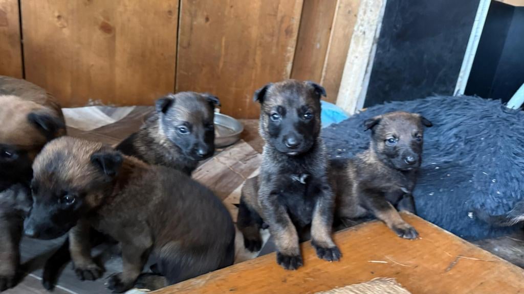 Sociale Mechelse herder puppies, Dieren en Toebehoren, Honden | Herdershonden en Veedrijvers, 8 tot 15 weken, Parvo, Meerdere