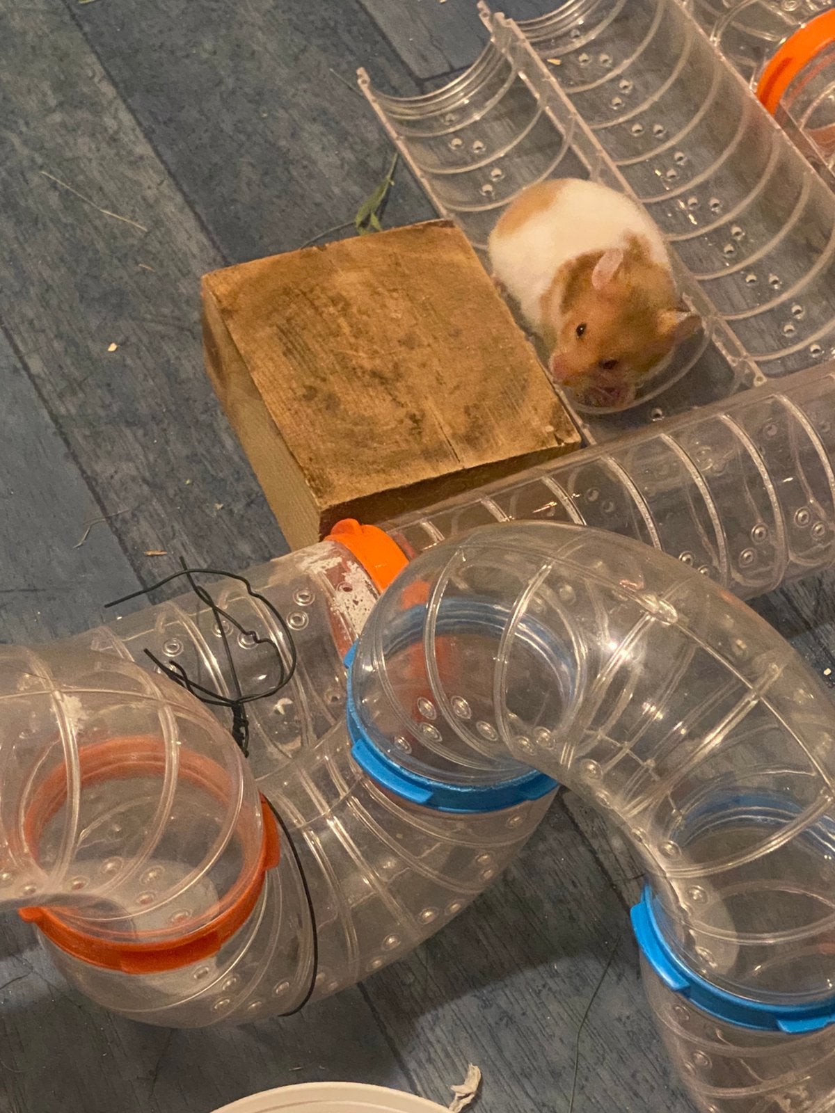 Syrische hamster Goudhamster, Hamster, Vrouwelijk, Mei, Tam