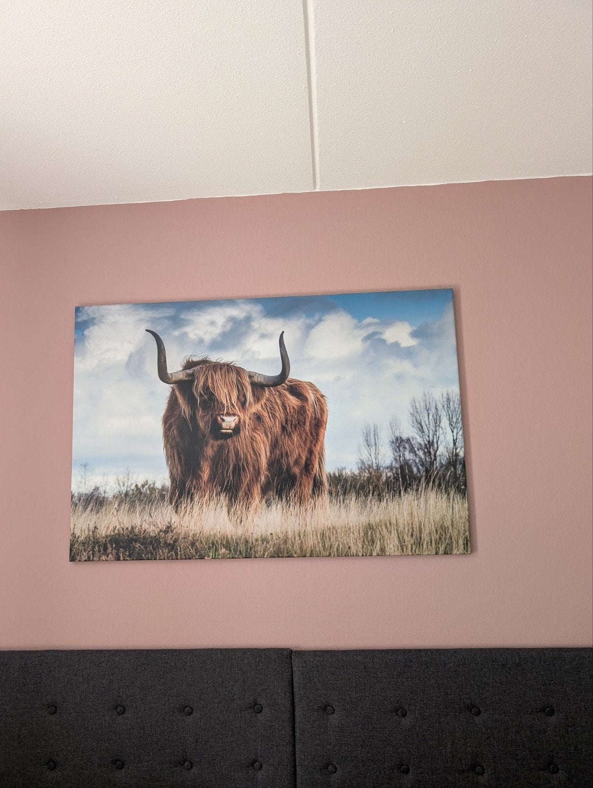 Canvas Schilderij Schotse Hooglander 120x80 cm, Ophalen, Gebruikt, 50 tot 75 cm, Schilderij