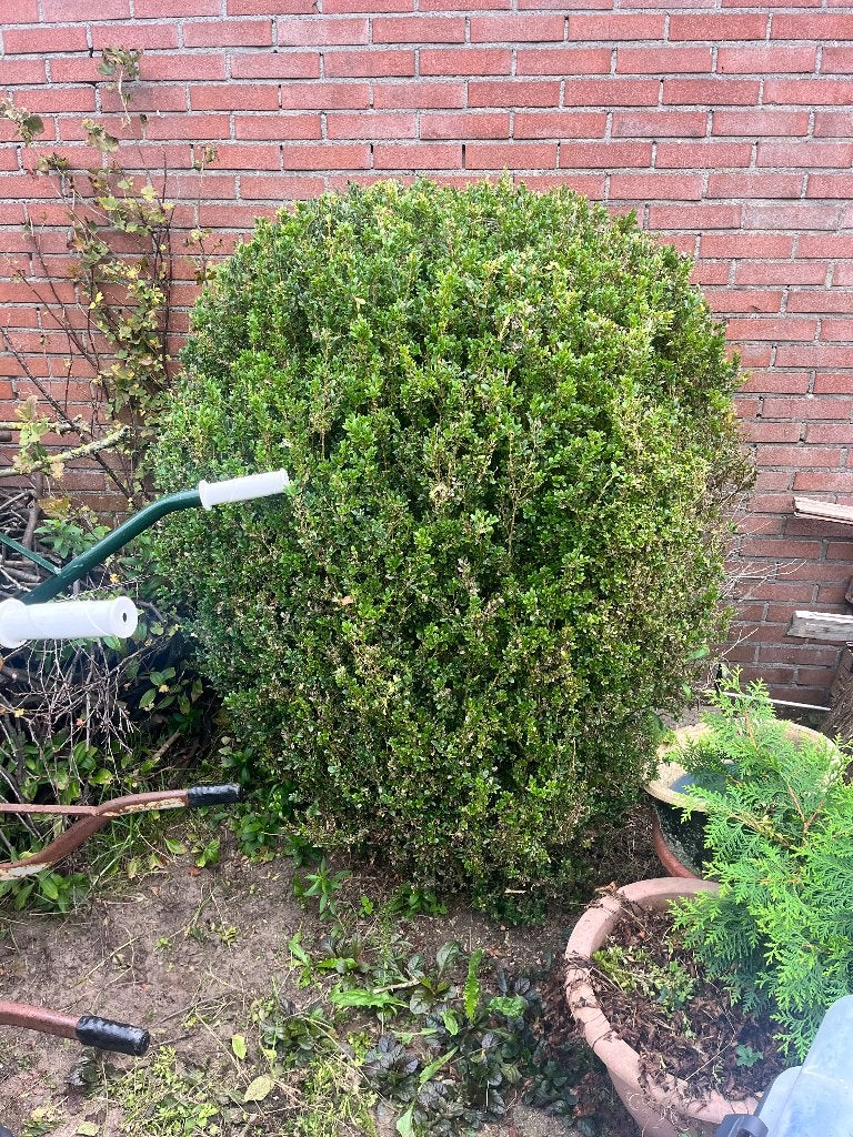 Diverse buxus struiken, Volle zon, Vaste plant, Bloeit niet, Ophalen