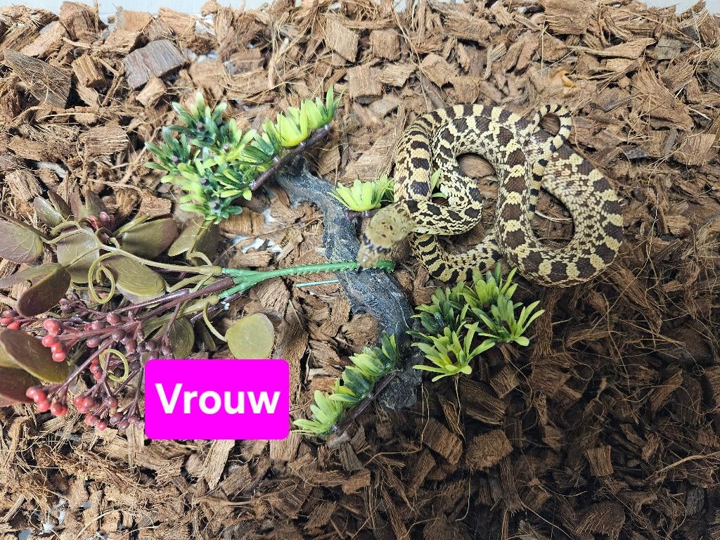 Pituophis catenifer sayi Stierslang, Dieren en Toebehoren, Reptielen en Amfibieën, Slang, 0 tot 2 jaar