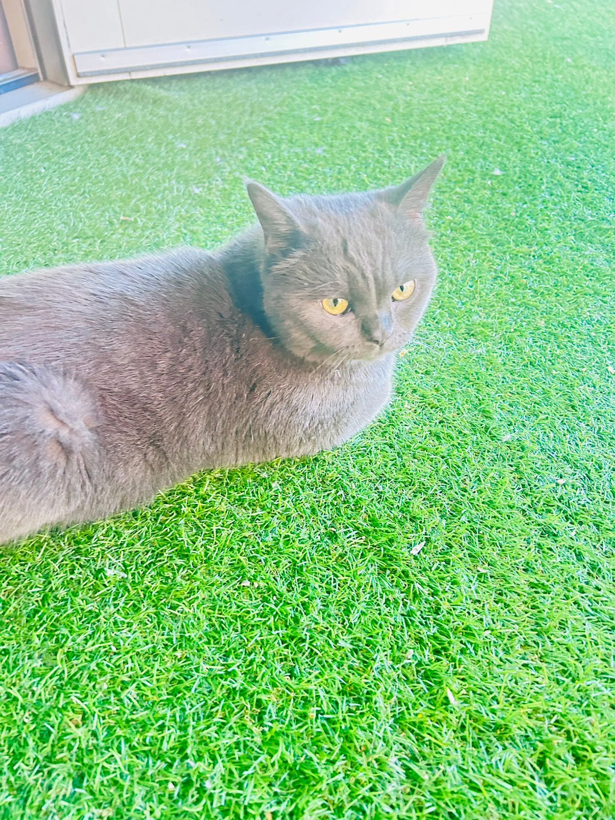 Britse korthaar kater blauw met groen ogen, Dieren en Toebehoren, Katten en Kittens | Raskatten | Korthaar, Kater, Ontwormd, 0 tot 2 jaar