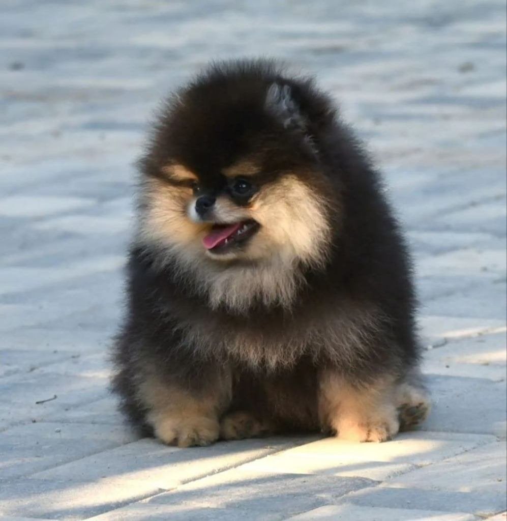 Elite Bearface Black & Tan Pomeriaan/Pomeranian Reutje, Dieren en Toebehoren, Keeshond, 15 weken tot 1 jaar, Reu, Buitenland