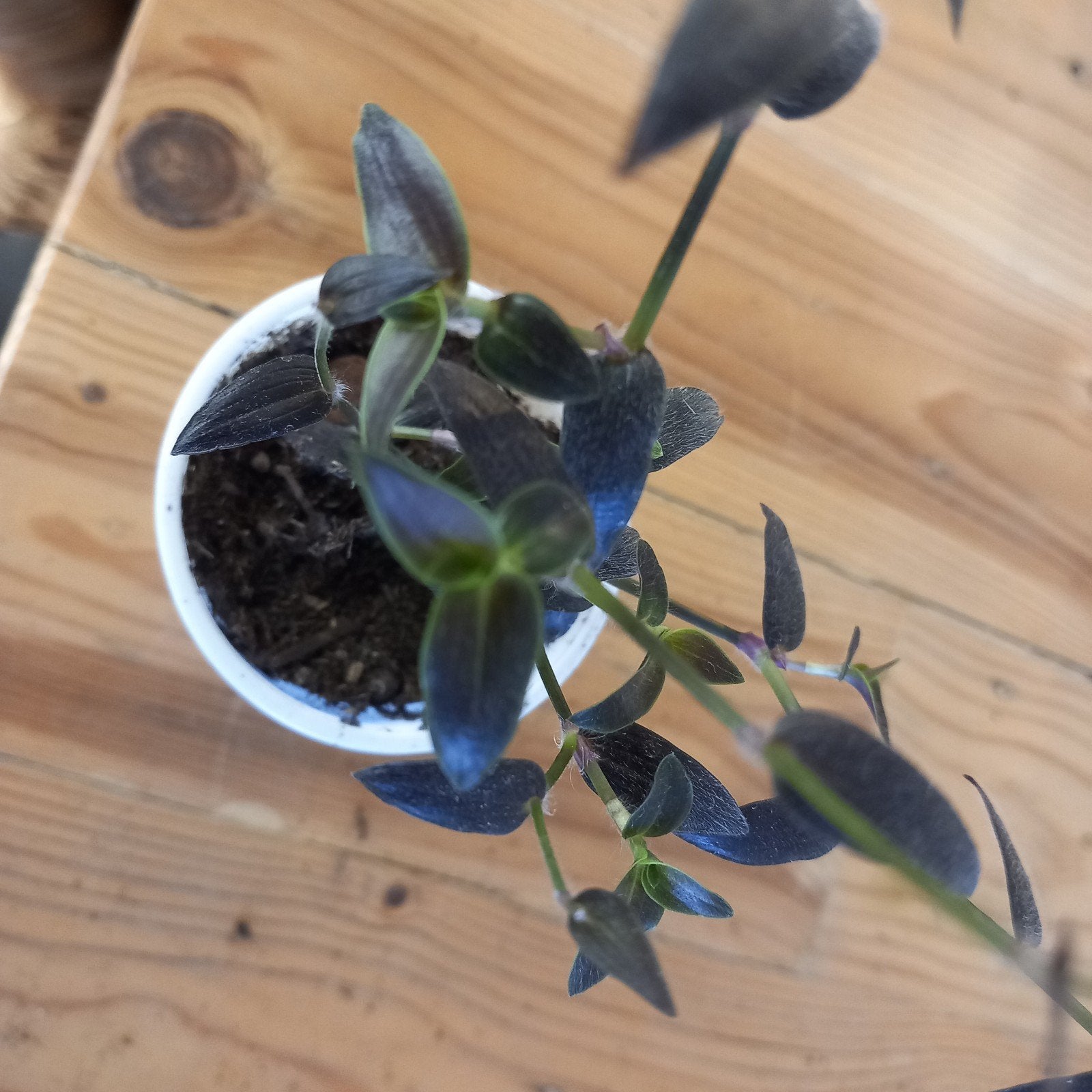 tradescantia gibasis jose puig stekjes nr 2-10, Huis en Inrichting, Ophalen of Verzenden, Halfschaduw, Minder dan 100 cm