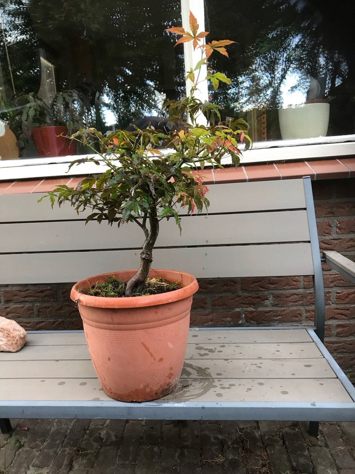 Japanse Esdoorn (Acer palmatum atropurpureum) in pot, Vaste plant, Bloeit niet, Halfschaduw, Ophalen